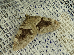 Trichopteryx terranea