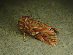Panolis japonica