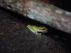 Chalcorana eschatia