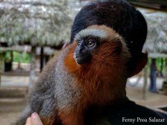 Plecturocebus discolor