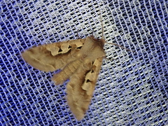 Perigrapha hoenei