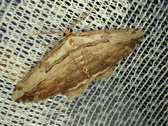 Menophra harutai