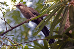 Phaenicophaeus tristis