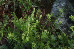 Onobrychis oxytropoides