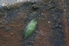 Petalocephala