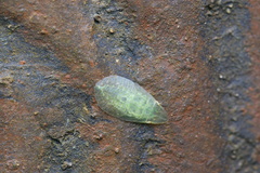 Petalocephala