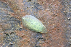 Petalocephala