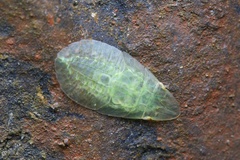 Petalocephala