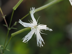 Silene fissipetala
