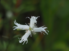 Silene fissipetala