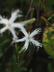 Silene fissipetala