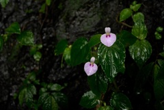 Impatiens elegans