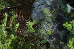 Onobrychis oxytropoides