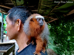 Plecturocebus discolor