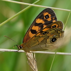 Heteronympha cordace