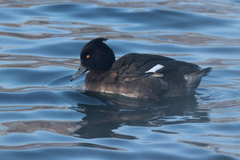 Aythya fuligula