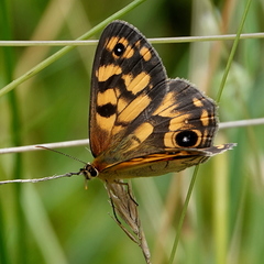 Heteronympha cordace