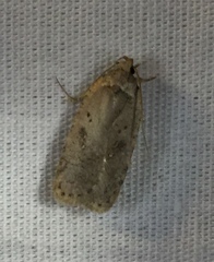 Agonopterix argillacea