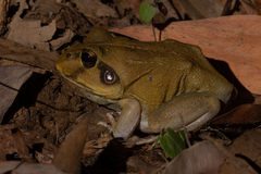 Ranoidea novaehollandiae