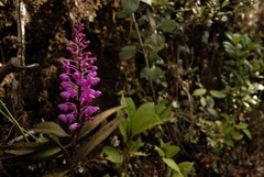 Aerides ringens
