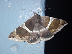 Dysgonia latifascia