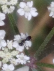 Ochetellus glaber