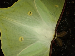 Actias aliena aliena