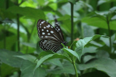 Euploea mulciber
