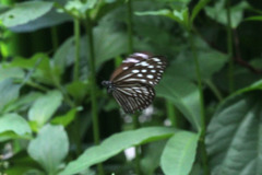 Euploea mulciber