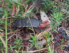 Polyzosteria limbata