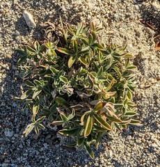 Lupinus cervinus