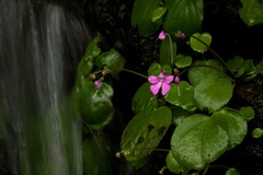 Impatiens acaulis