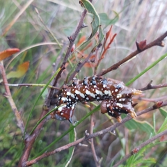 Psalidostetha banksiae