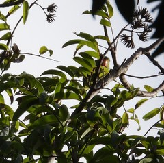 Geoffroyus geoffroyi