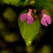 Impatiens viscosa - Photo (c) divyacm, some rights reserved (CC BY-SA), uploaded by divyacm