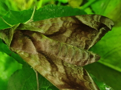 Acosmeryx naga