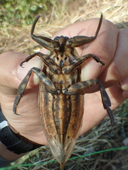 Lethocerus indicus