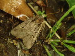 Rhynchaglaea scitula