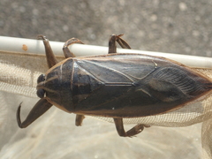Lethocerus indicus
