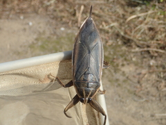Lethocerus indicus