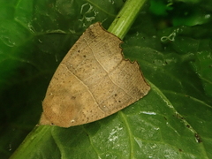 Goniocraspidum pryeri