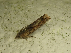 Matsumuraeses