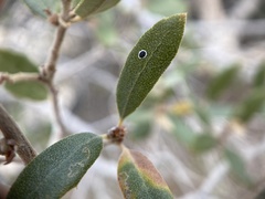 Tetraleurodes perileuca