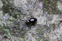 Sinocymbachus humerosus