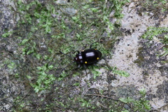 Sinocymbachus humerosus