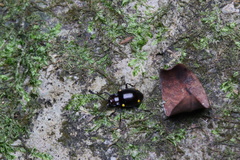 Sinocymbachus humerosus