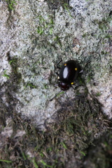 Sinocymbachus humerosus