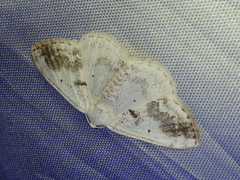 Lomographa temerata