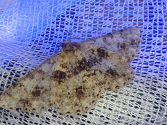 Racotis boarmiaria japonica