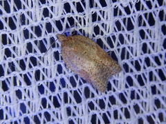 Acleris affinatana